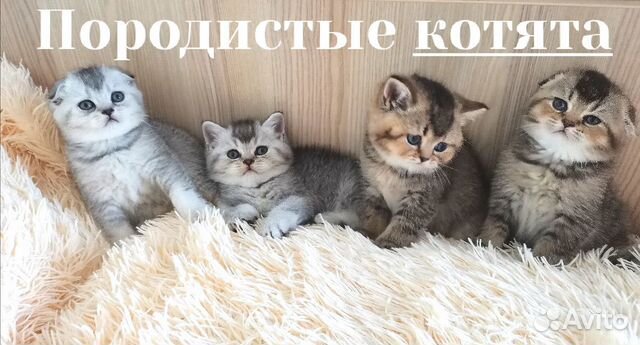 Авито воронеж котята