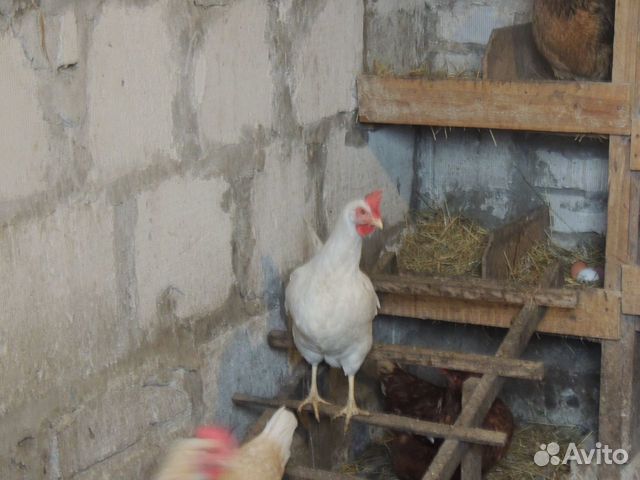 Инкубационное яйцо домашних кур купить на Зозу.ру - фотография № 2
