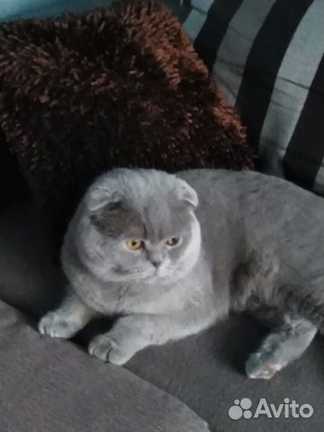 Лиловый парень