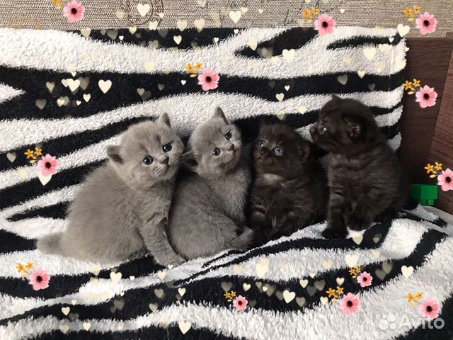 Шотландские котята Шотландские котята