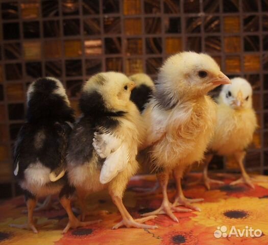 Цыплята разных пород купить на Зозу.ру - фотография № 8