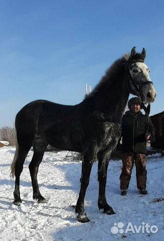 Лошади купить на Зозу.ру - фотография № 8