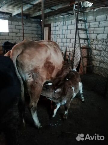 Корова с двумя телятами купить на Зозу.ру - фотография № 4