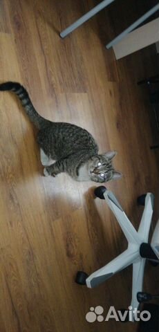 Кошка