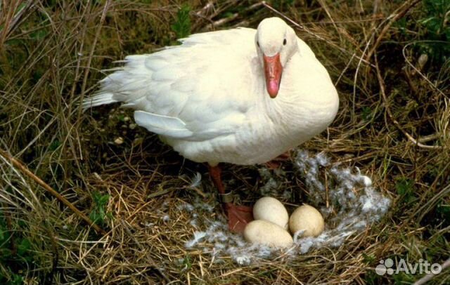 Яйца инкубационные гусей и уток купить на Зозу.ру - фотография № 2