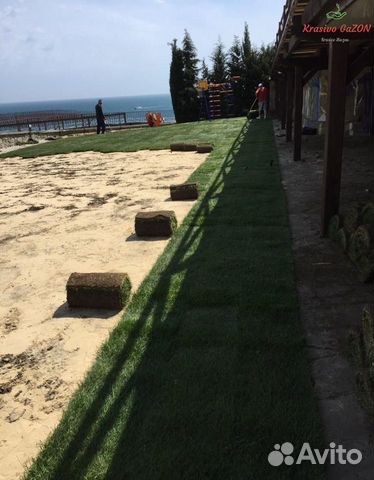 Рулонный газон Новороссийск