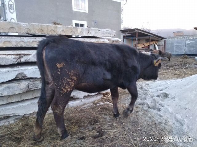 Корова с теленком купить на Зозу.ру - фотография № 6