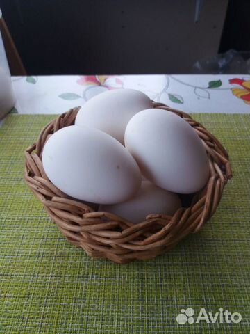 Инкубационное гусиное яйцо, гусята купить на Зозу.ру - фотография № 4