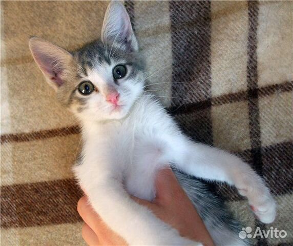 Котик