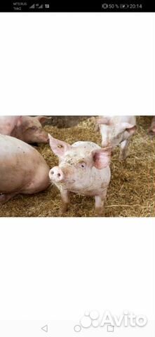 Продам домашних свиней на мясо, тушки по 60 кг. це купить на Зозу.ру - фотография № 1