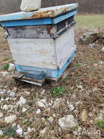 Пчёлы, улики купить на Зозу.ру - фотография № 4