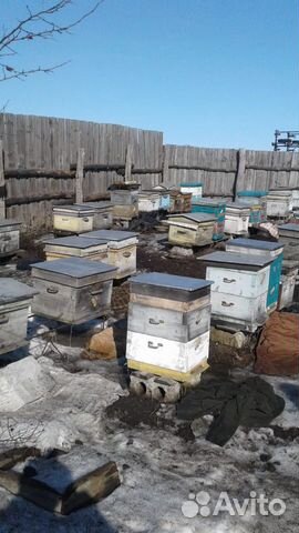 Пчелиные семьи купить на Зозу.ру - фотография № 2