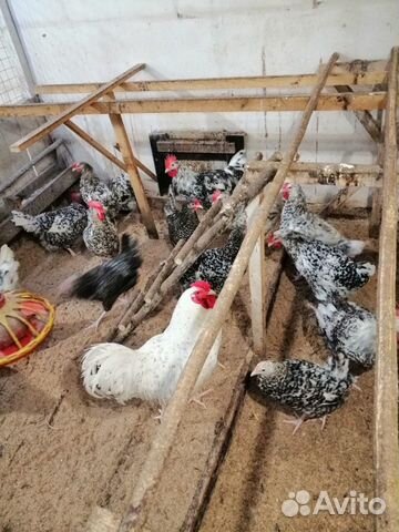 Утки, куры, яйца цыплята купить на Зозу.ру - фотография № 9