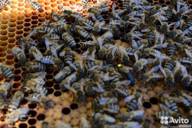 Пчелопакеты, пчелы украина купить на Зозу.ру - фотография № 1