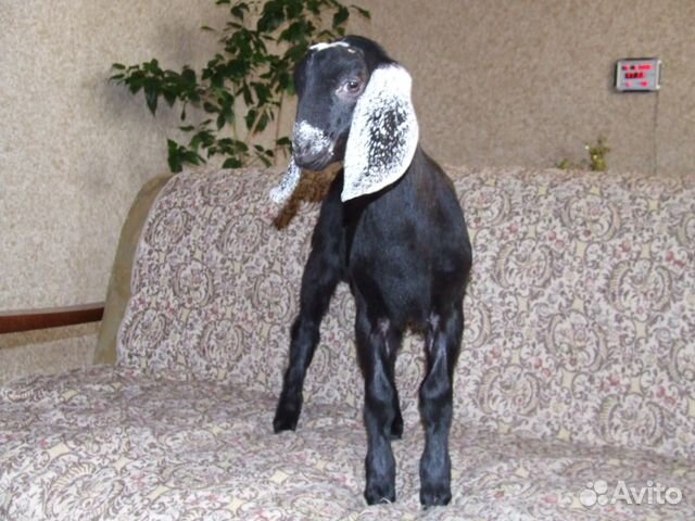 Англо-нубийские чистопородные козлята купить на Зозу.ру - фотография № 1