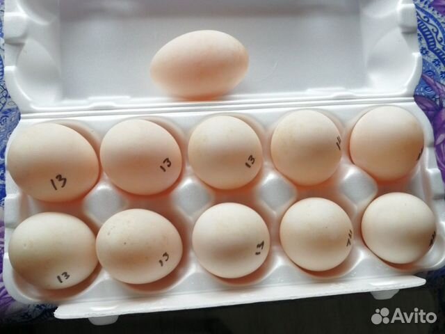 Яйца утка бегунок купить на Зозу.ру - фотография № 2