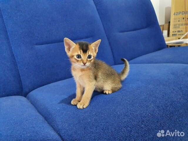Абиссинские котята купить на Зозу.ру - фотография № 5