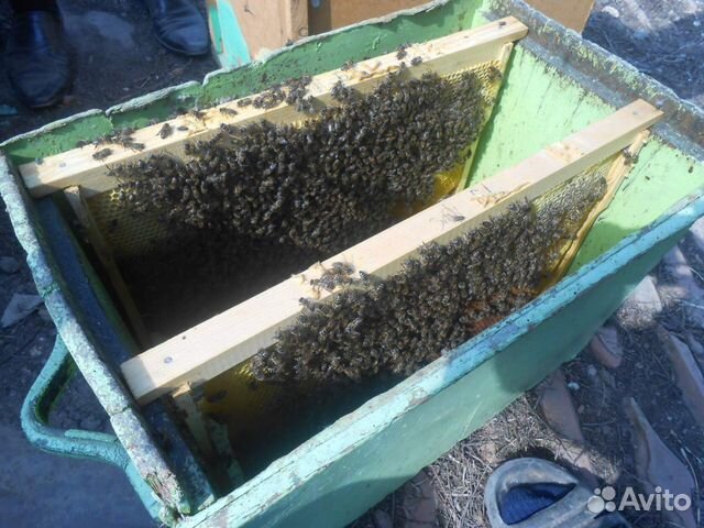 Пчелосемьи И пчелопакеты купить на Зозу.ру - фотография № 5