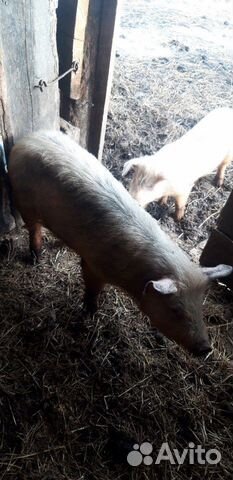 Продаются свиньи торг уместен 6-7 мес купить на Зозу.ру - фотография № 1