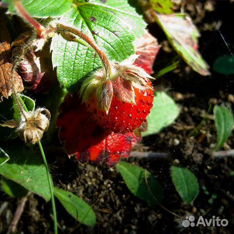 Ремонтантная Клубника Розовая панда (Pink Panda)