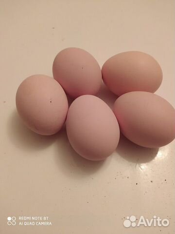 Яйцо инкубационное кур купить на Зозу.ру - фотография № 1