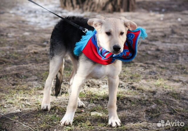 Собака(4.5мес) мальчик купить на Зозу.ру - фотография № 2