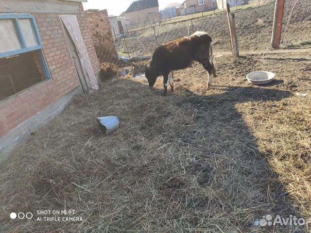 2 теленка и один бычок купить на Зозу.ру - фотография № 6