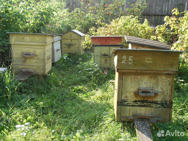 Пчелосемьи с ульями купить на Зозу.ру - фотография № 2