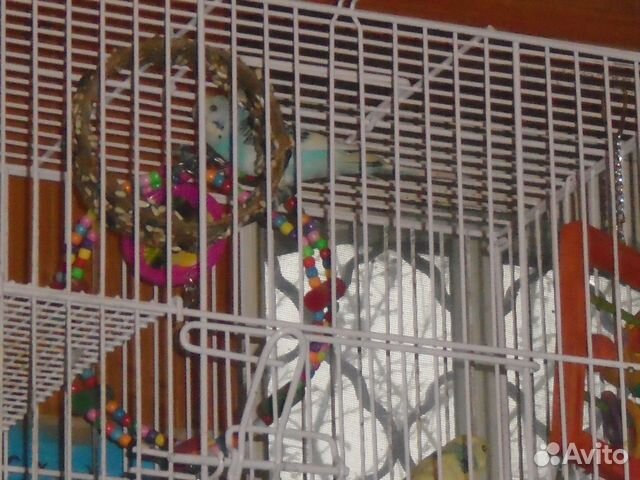 Волнистые попугайчики Тоша и Лайма купить на Зозу.ру - фотография № 1