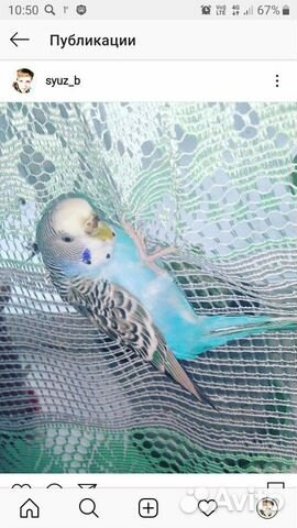 Продам волнистого попугая,самочка 1.5г Продается в купить на Зозу.ру - фотография № 1