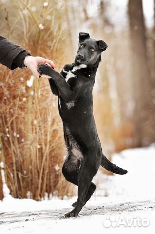 Отважный щенок Найт купить на Зозу.ру - фотография № 6