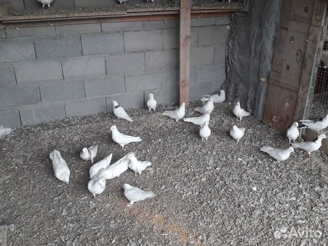 Летные голуби бакинские купить на Зозу.ру - фотография № 3