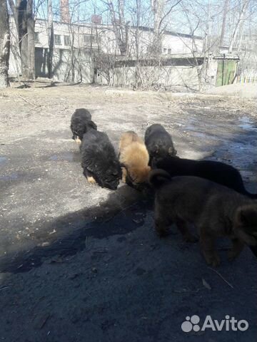 Собаки купить на Зозу.ру - фотография № 6
