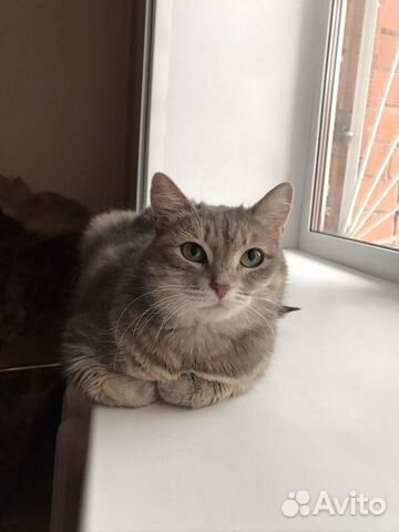 Миниатюрная кошечка
