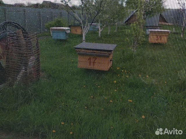 Продаются пчелосемьи с ульями и без, 5 семей купить на Зозу.ру - фотография № 2
