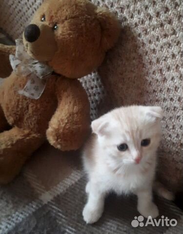 Шотландский вислоухий котенок (девочка) Шотландский вислоухий котенок (девочка)