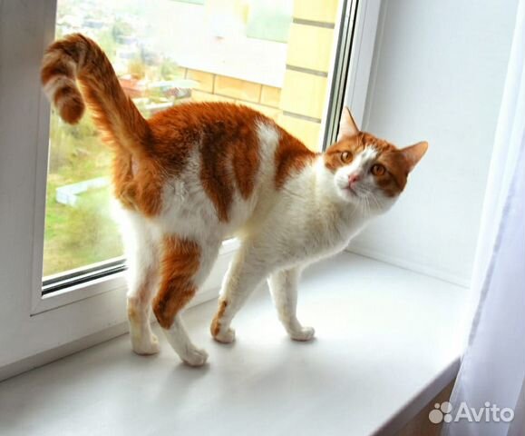 Ласковый кот ищет дом