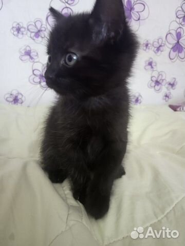 Котята в добрые руки Котята в добрые руки