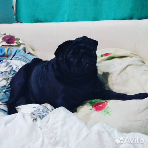 Щенки мопса Щенки мопса
