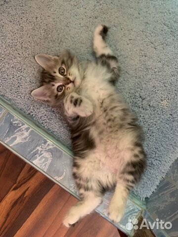Котёнок Курильский бобтейл