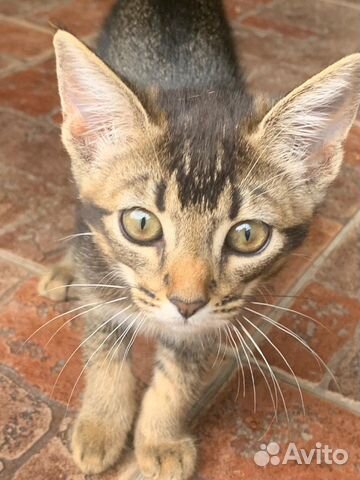 Кошка Кошка