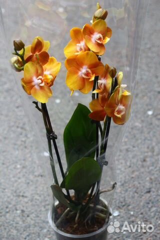Орхидея 94585 Лас-Вегас желтая 1-2-3-5/6ветви