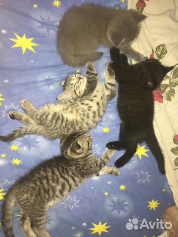 Котята