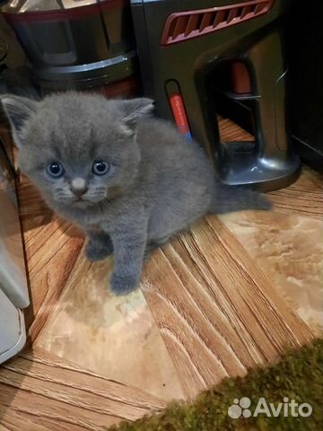 Британский котенок (девочка)