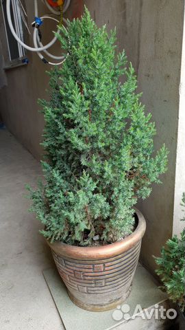 Ростения, Можжевельники