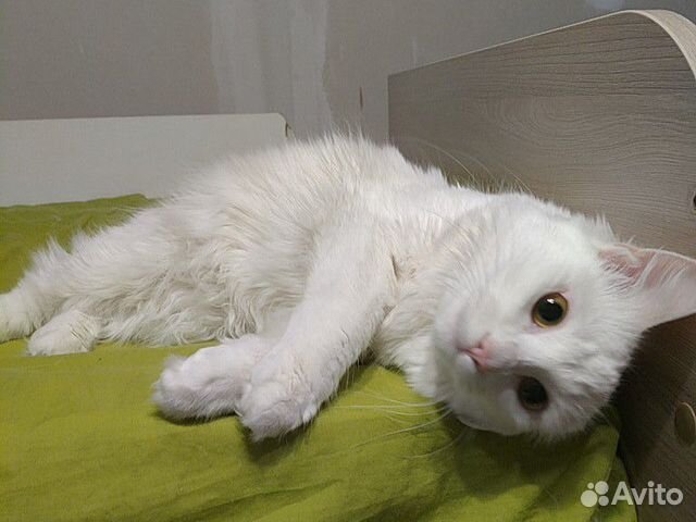 Вязка Курильский бобтейл