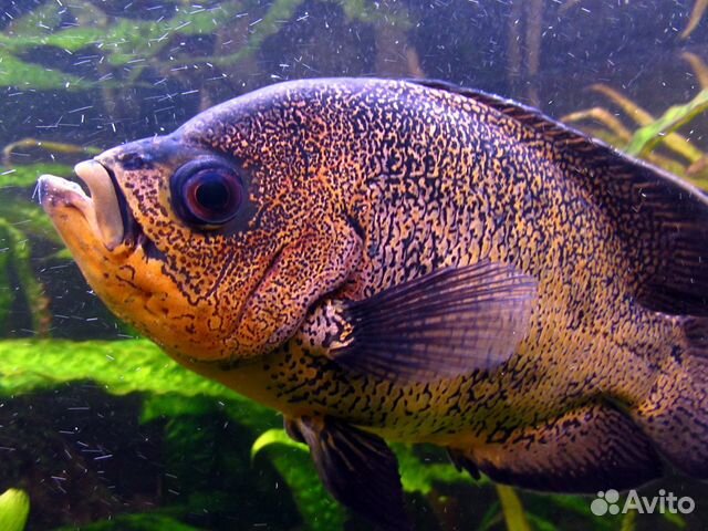 Аквариумные рыбки