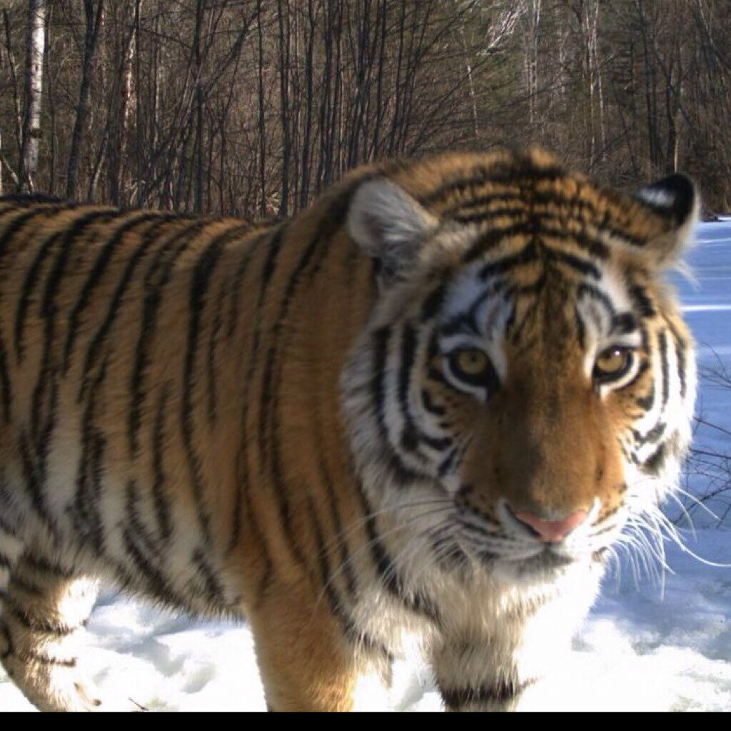 Амурский тигр Приморский край