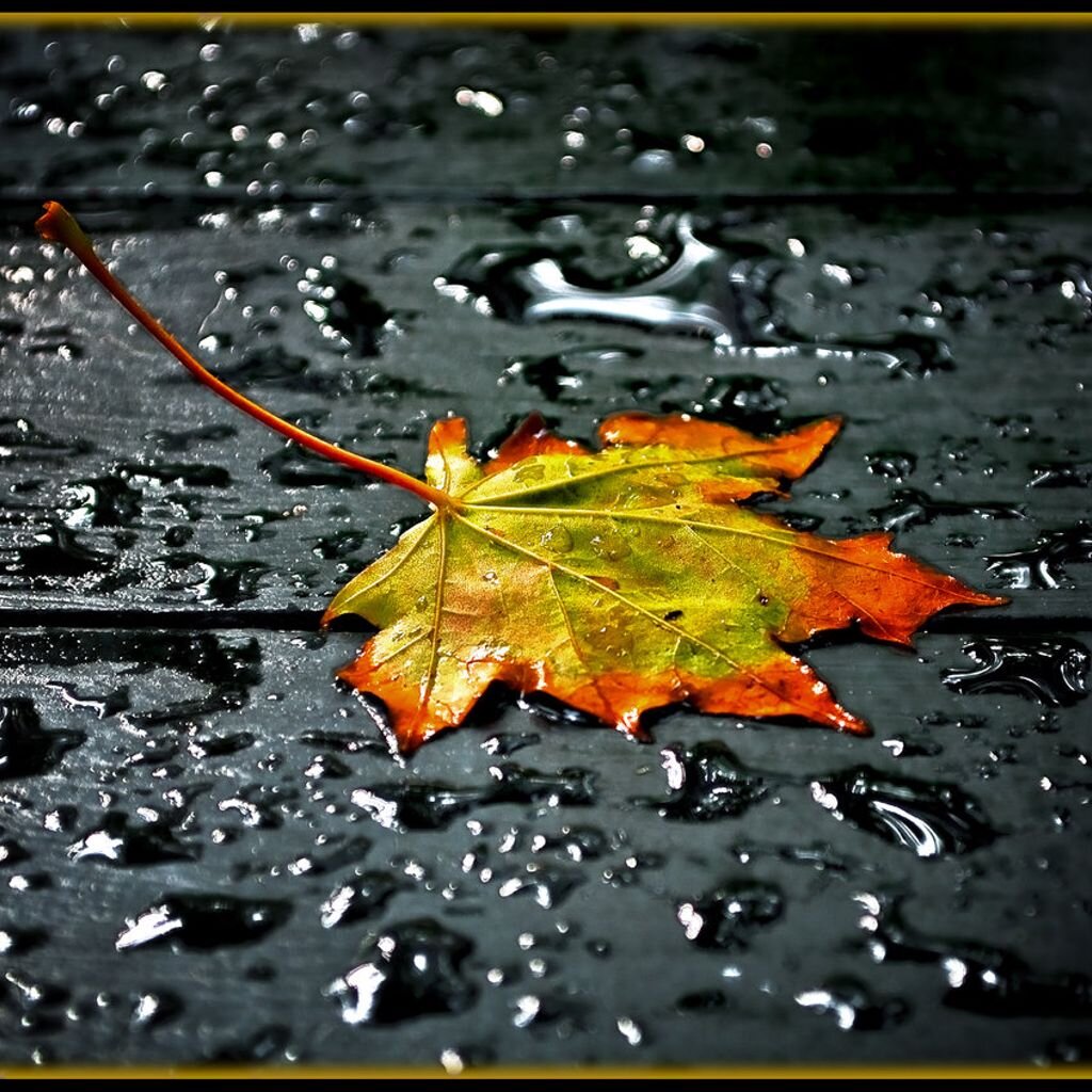 Кленовый лист под дождем