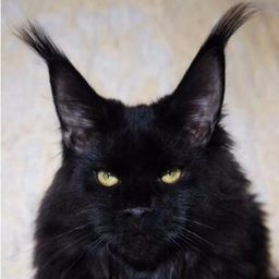 Maine Coon